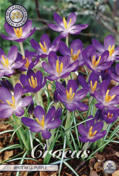 Crocus Chrysanthus Hvit lilla 15-pakning (NY)